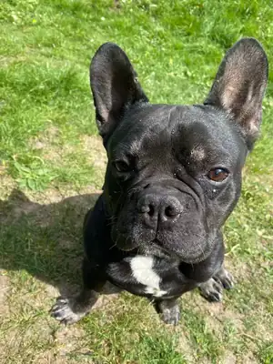 Dustin – Französische Bulldogge – Bild 2