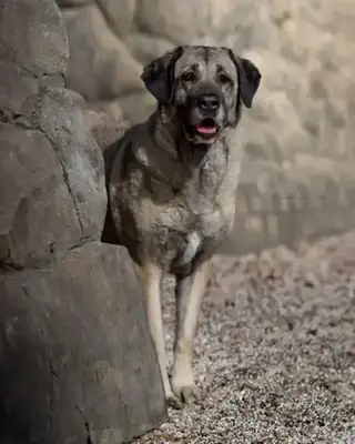 Naz – Kangal-Hirtenhund – Bild 17