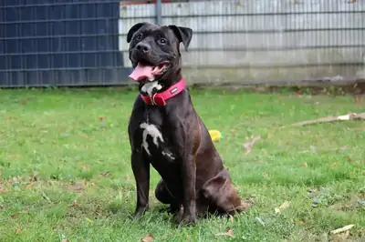 Bobby – Staffordshire Bullterrier – Bild 5