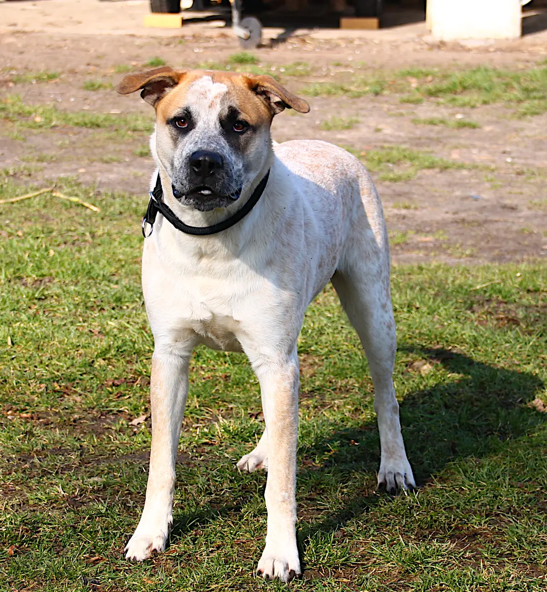 Fritz - Deutscher Boxer - Bild 8