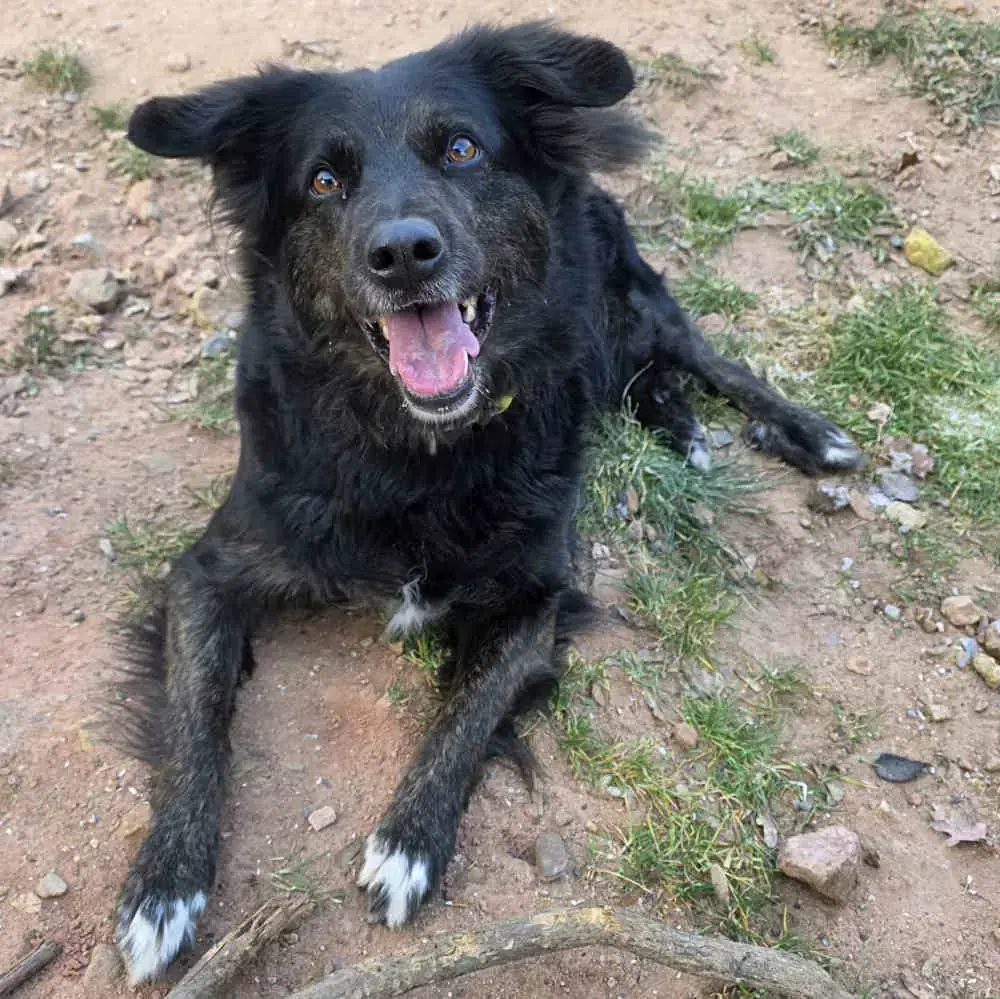 Border Collie-Mix Mia
