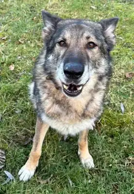 Wölfchen – Hund – Bild 13