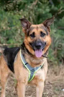 Altai - Deutscher Schäferhund - Bild 1