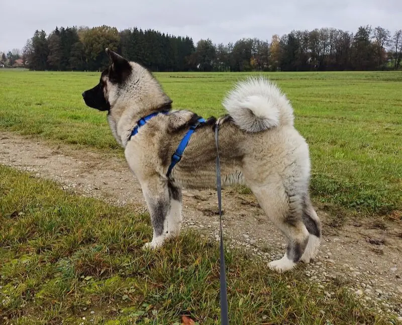 American Akita Kaya
