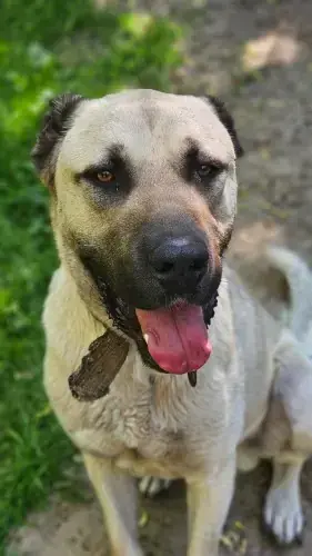 Bär - Kangal-Hirtenhund - Bild 2