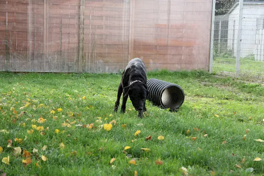 Spike - Labrador Retriever - Bild 8