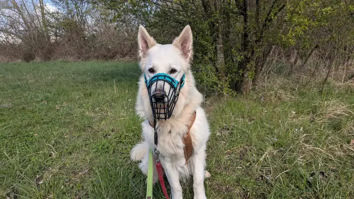 Wotan -  - Bild 3