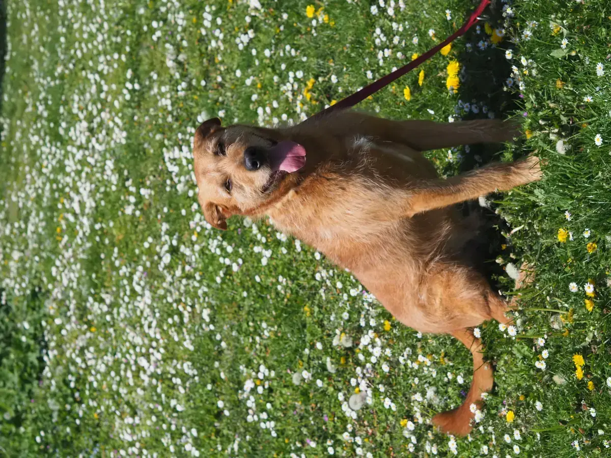 Kap - Riesenschnauzer - Bild 4