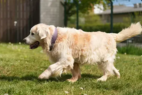 Bailey - Golden Retriever - Bild 4