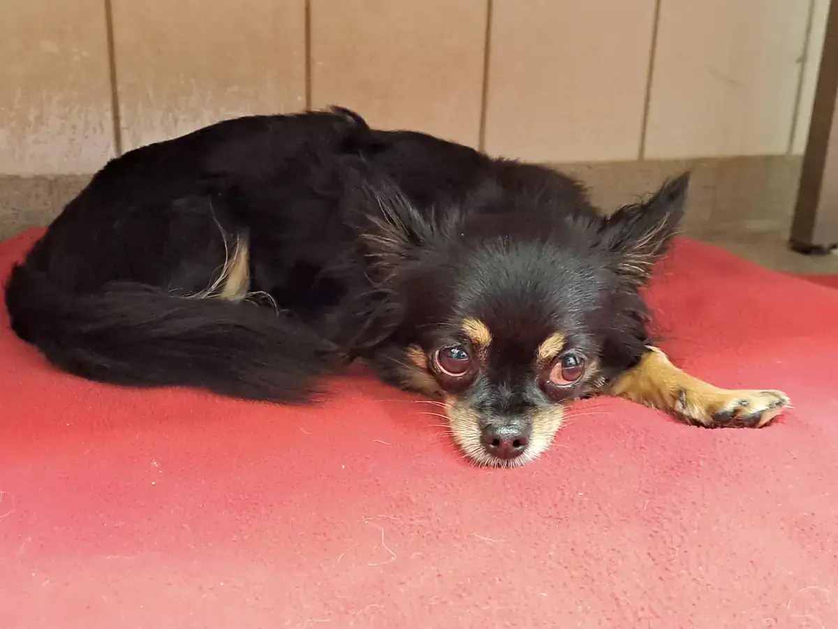 Cleo - Chihuahua - Bild 2