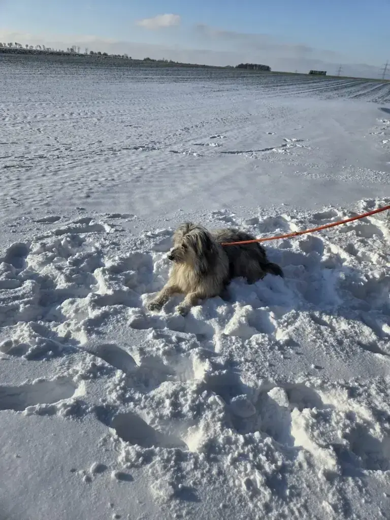 Max - Australian Shepherd - Bild 7