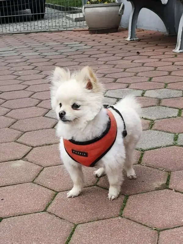 Mausi - Chihuahua - Bild 3