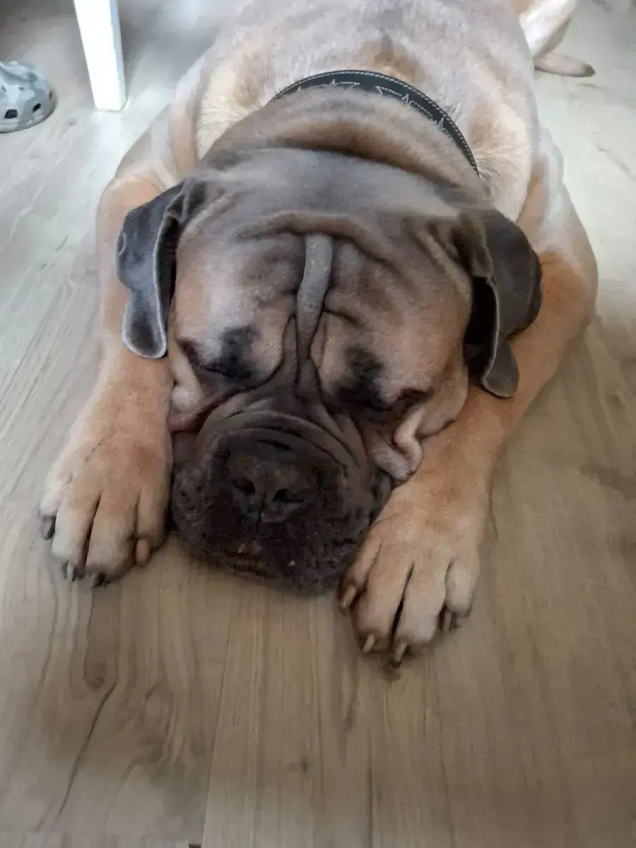Cane Corso Italiano Byron