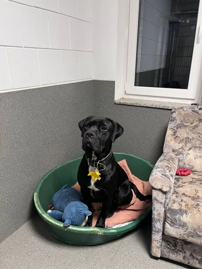 Vito - Cane Corso Italiano - Bild 6