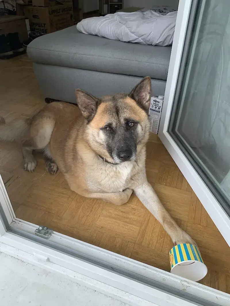 Rex -  - Bild 1