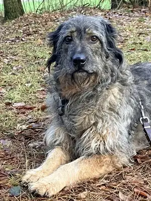 Dascha – Briard – Bild 7