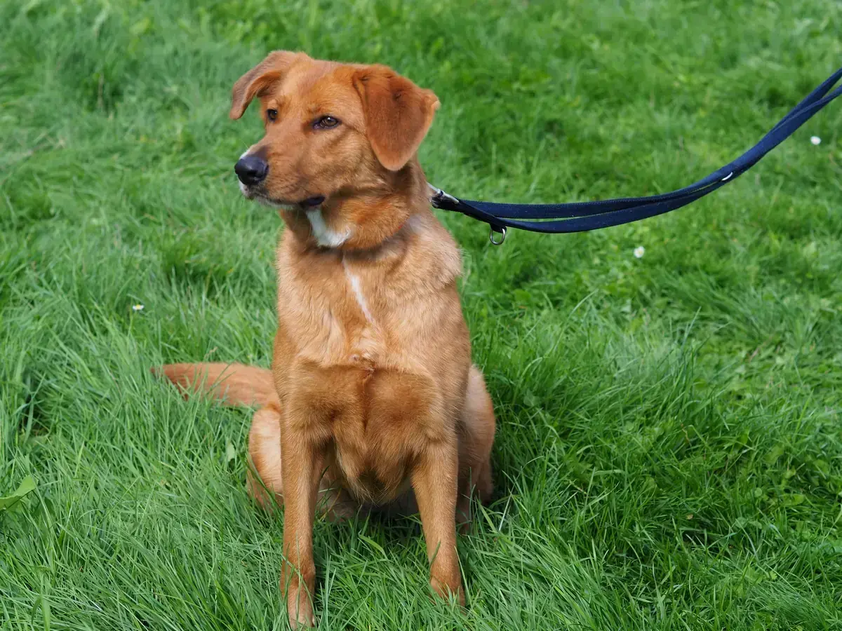 Sandy -  - Bild 1