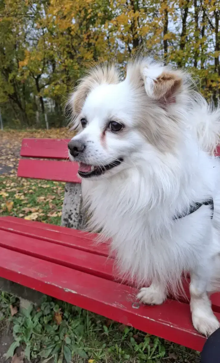 Simba -  - Bild 2