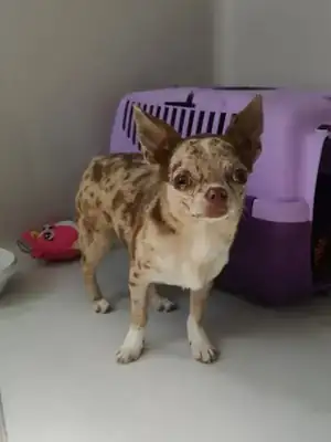 Hugo – Chihuahua – Bild 6