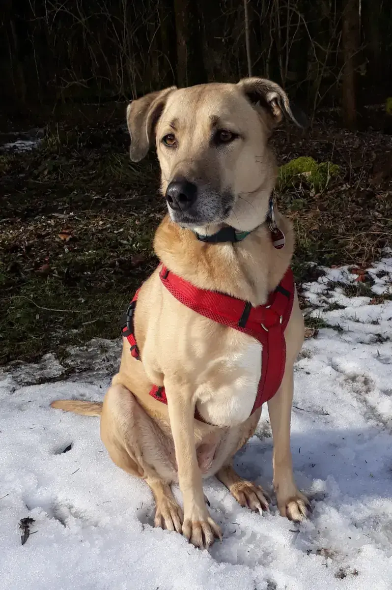 Koda -  - Bild 1