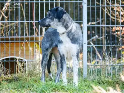 Jessi – Hund – Bild 10