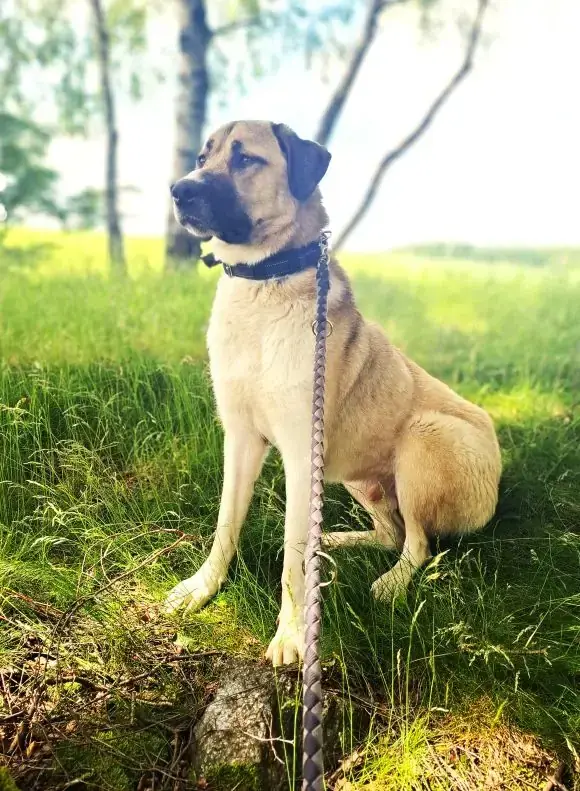 Talos - Kangal-Hirtenhund - Bild 2