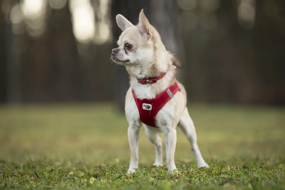 Niki - Chihuahua - Bild 2