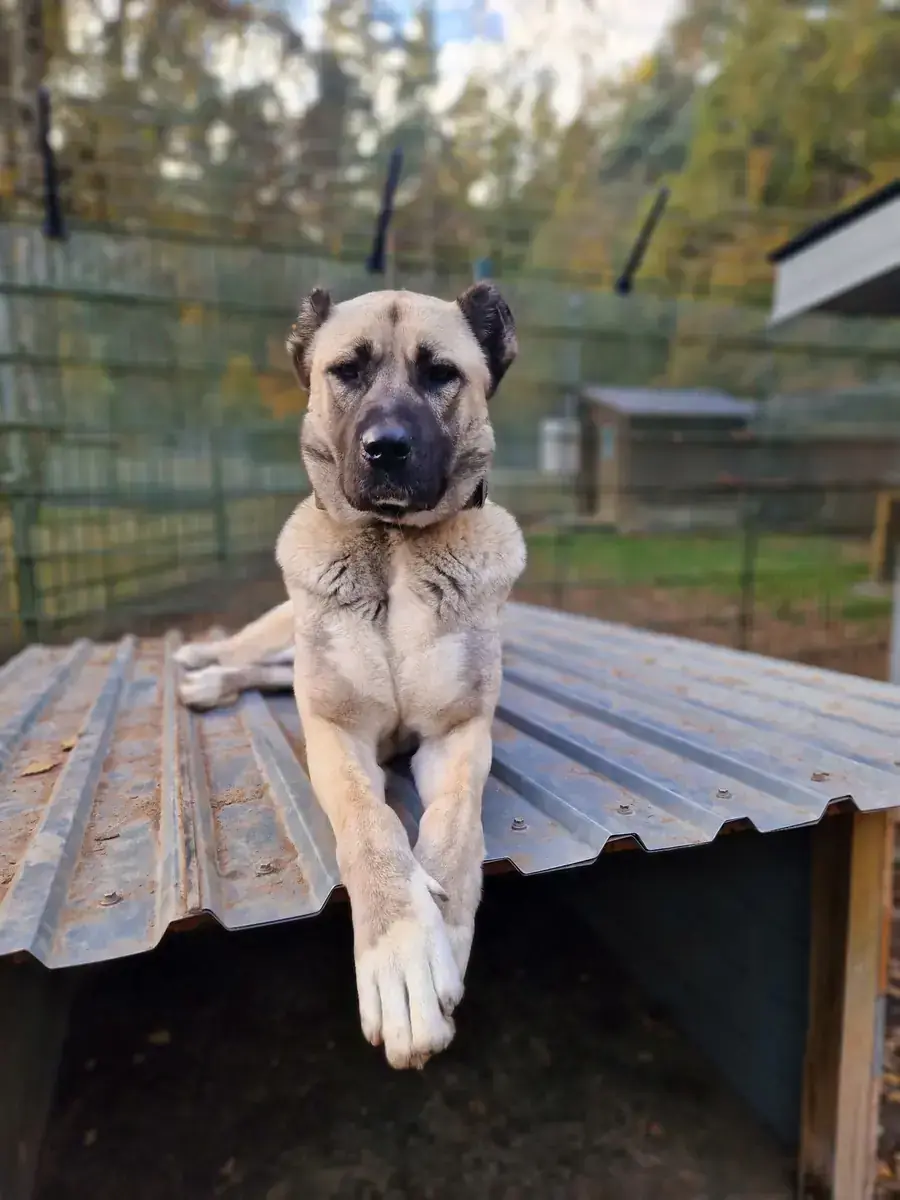 Berta - Kangal-Hirtenhund - Bild 4