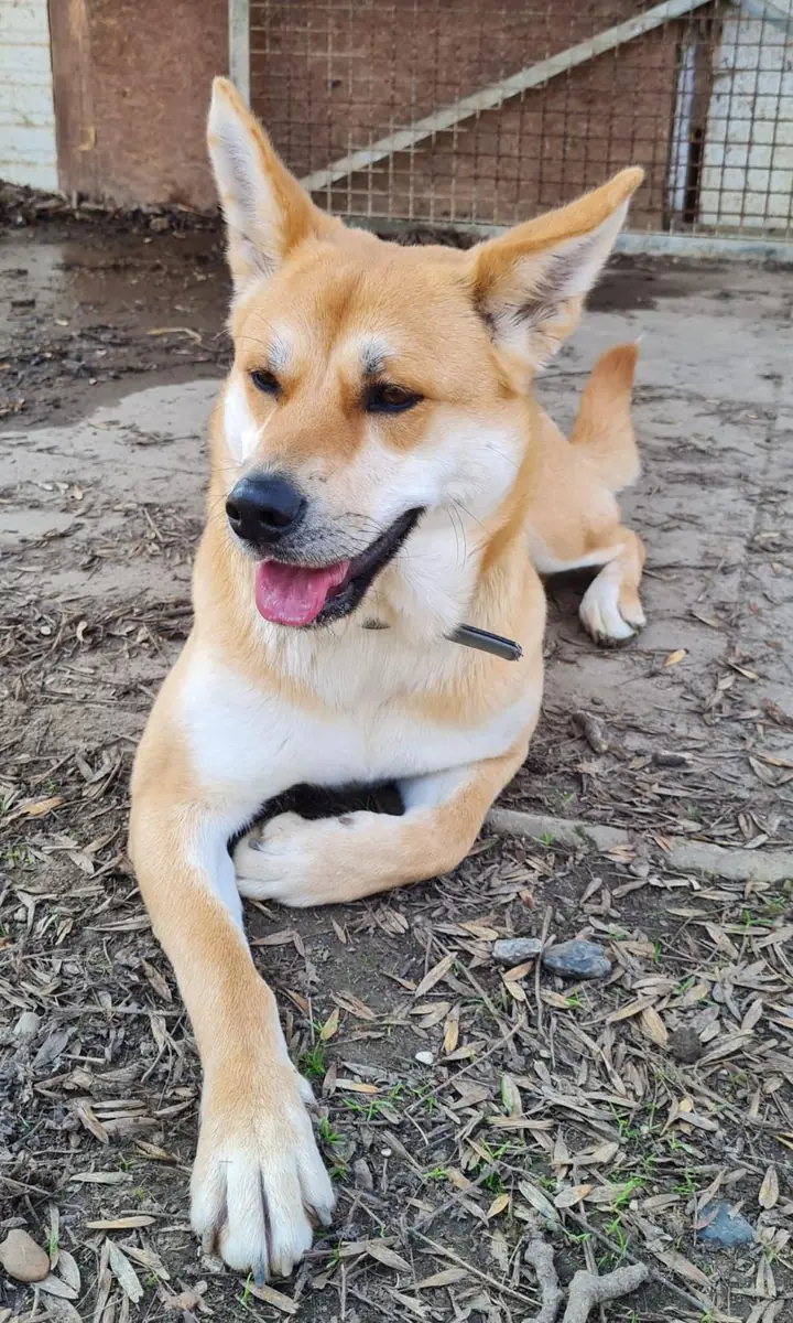 Yuma - Akita - Bild 3