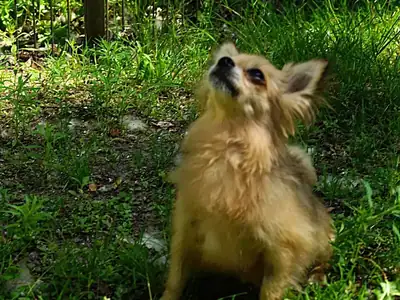 Pixie – Chihuahua – Bild 2