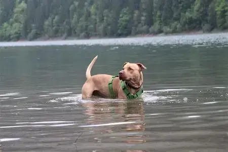 Ace - American Staffordshire Terrier - Bild 7