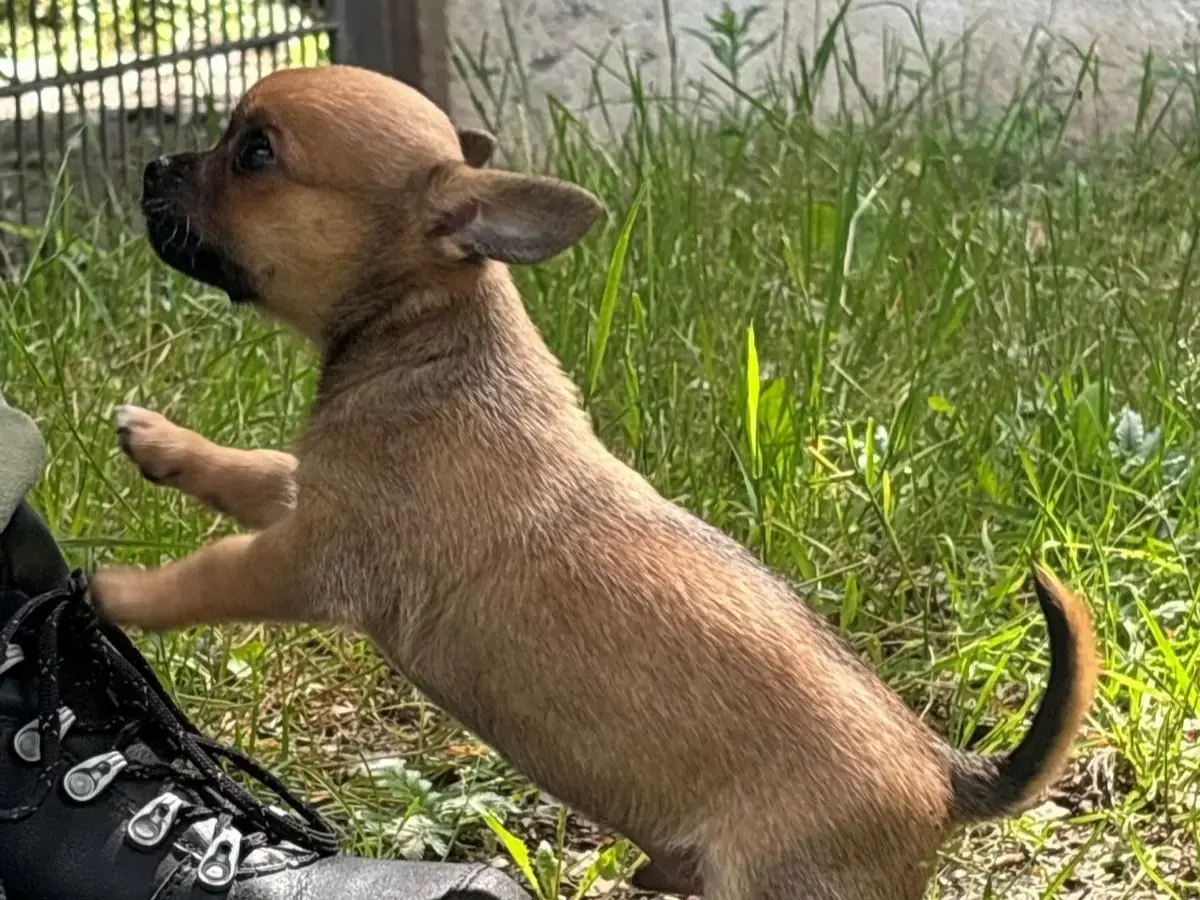 Chihuahua-Mix Pixel