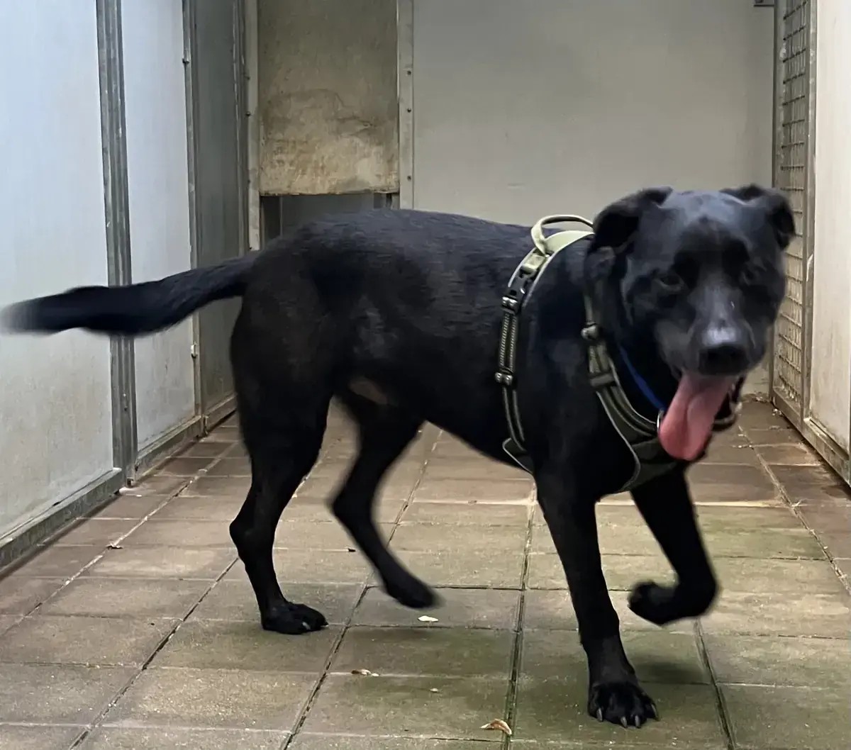 Yoshi - Labrador Retriever - Bild 12