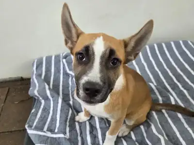 Mix Lando