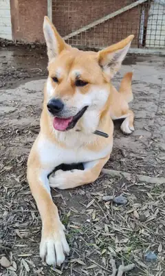 Yuma – Akita – Bild 3