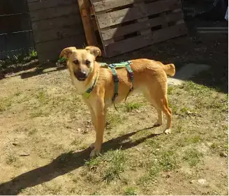 Finn -  - Bild 2