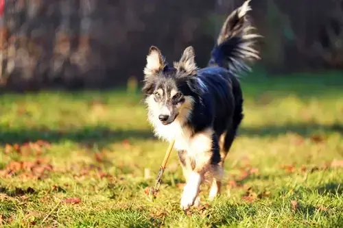 Ben - Border Collie - Bild 3