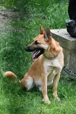 Moritz – Belgischer Schäferhund – Bild 4