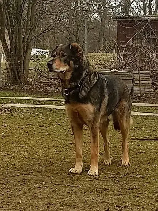 Sammy - Deutscher Schäferhund - Bild 1