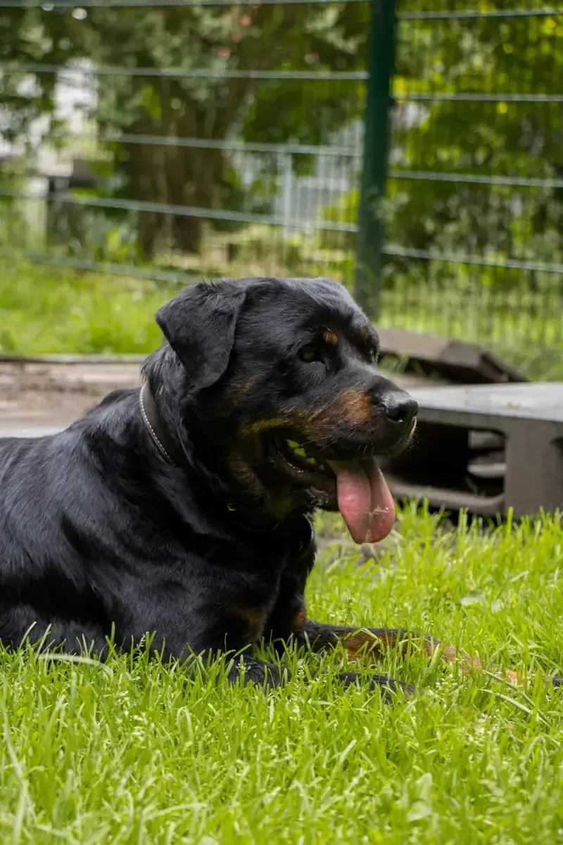 Oxana - Rottweiler - Bild 2
