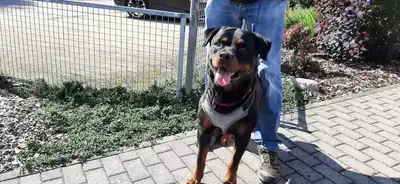 Amigo – Rottweiler – Bild 11