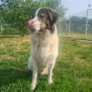 Georgie -  - Bild 4