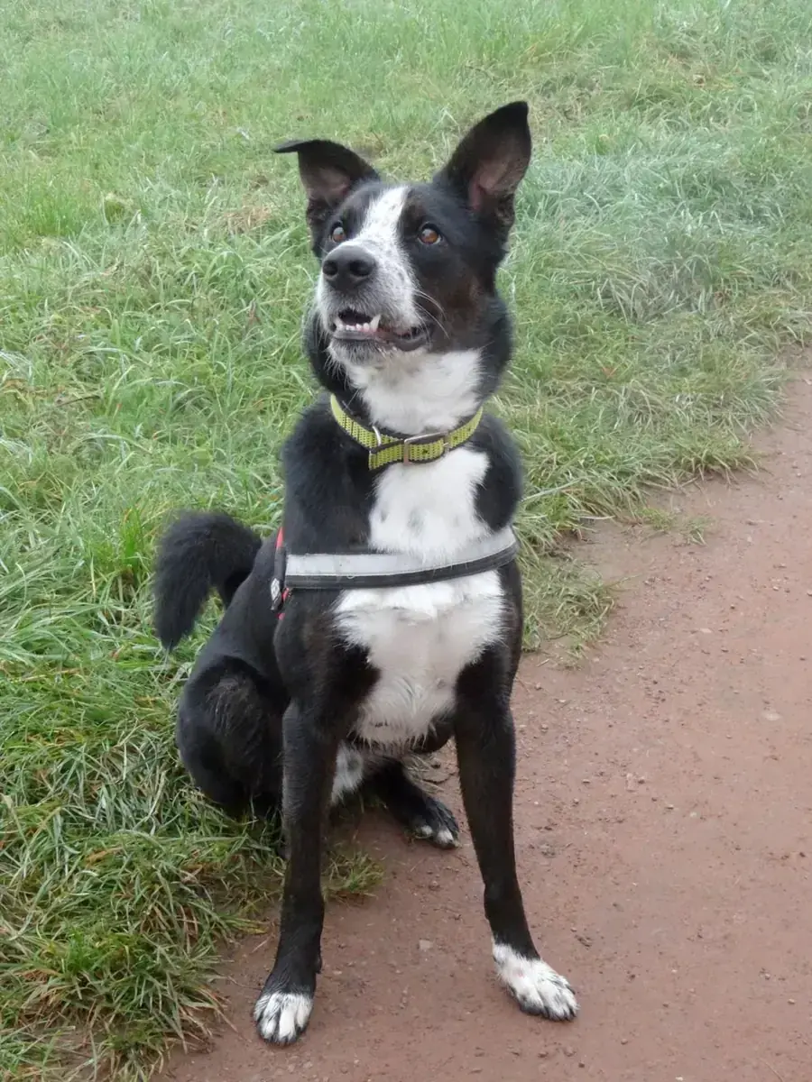 Lucky - Border Collie - Bild 1