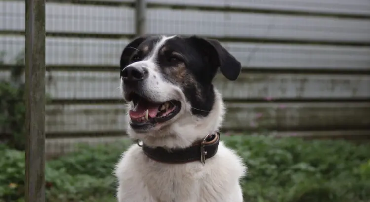 Paco -  - Bild 1