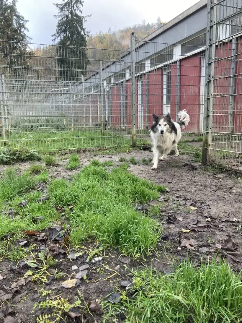 Haribo - Deutscher Schäferhund, Border Collie - Bild 5