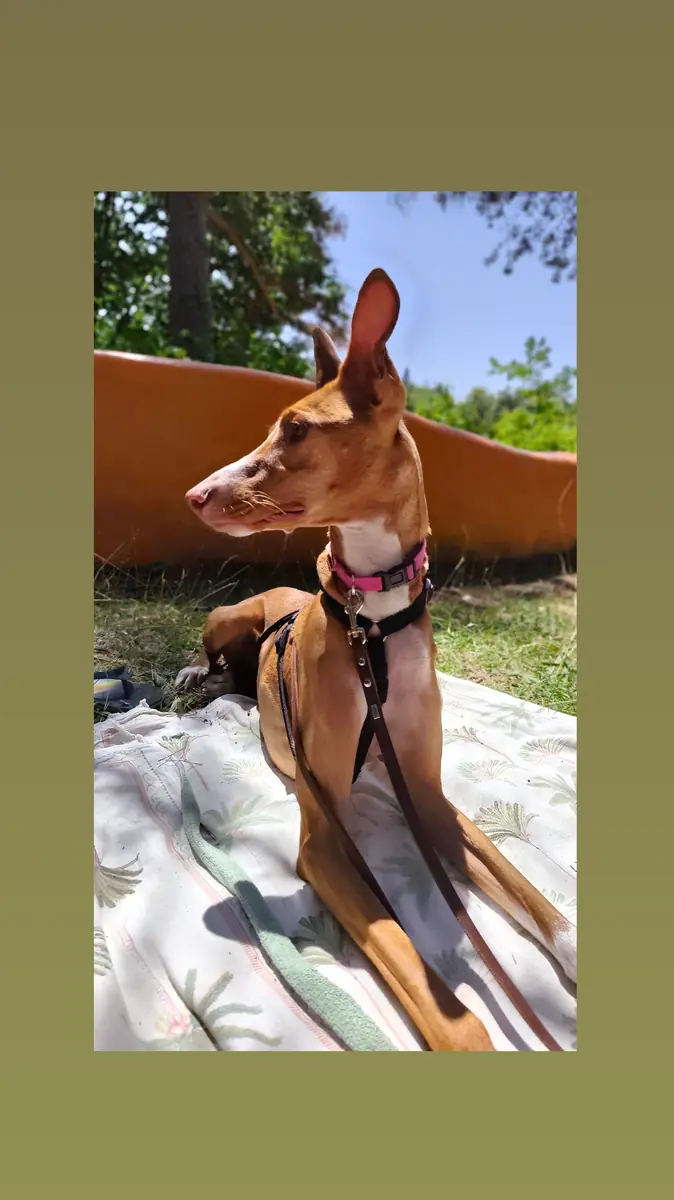 Frida - Podenco Canario - Bild 1