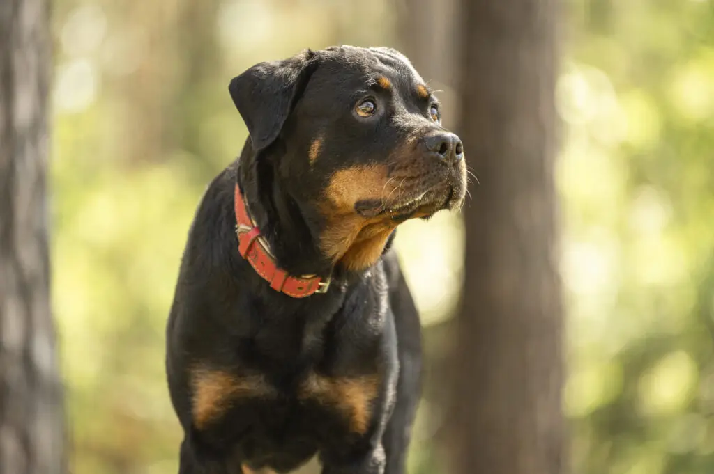 Cara - Rottweiler - Bild 1