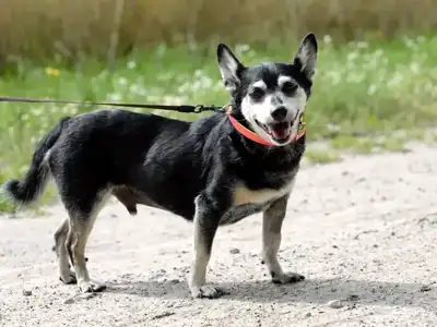 Jonny – Hund – Bild 5