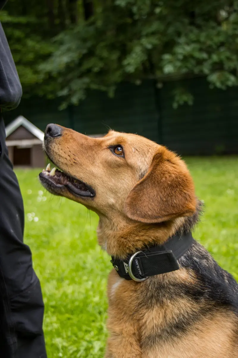Balu - Deutscher Schäferhund, Beagle - Bild 4