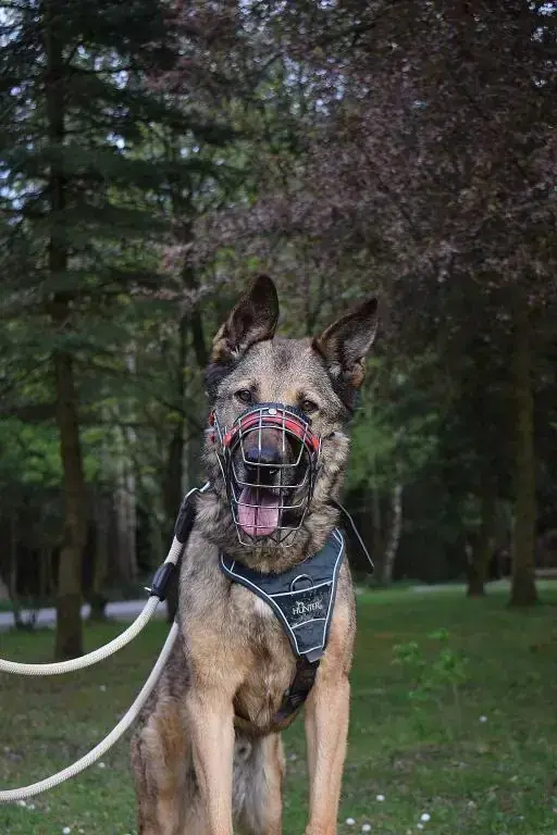 Mexx - Deutscher Schäferhund - Bild 6